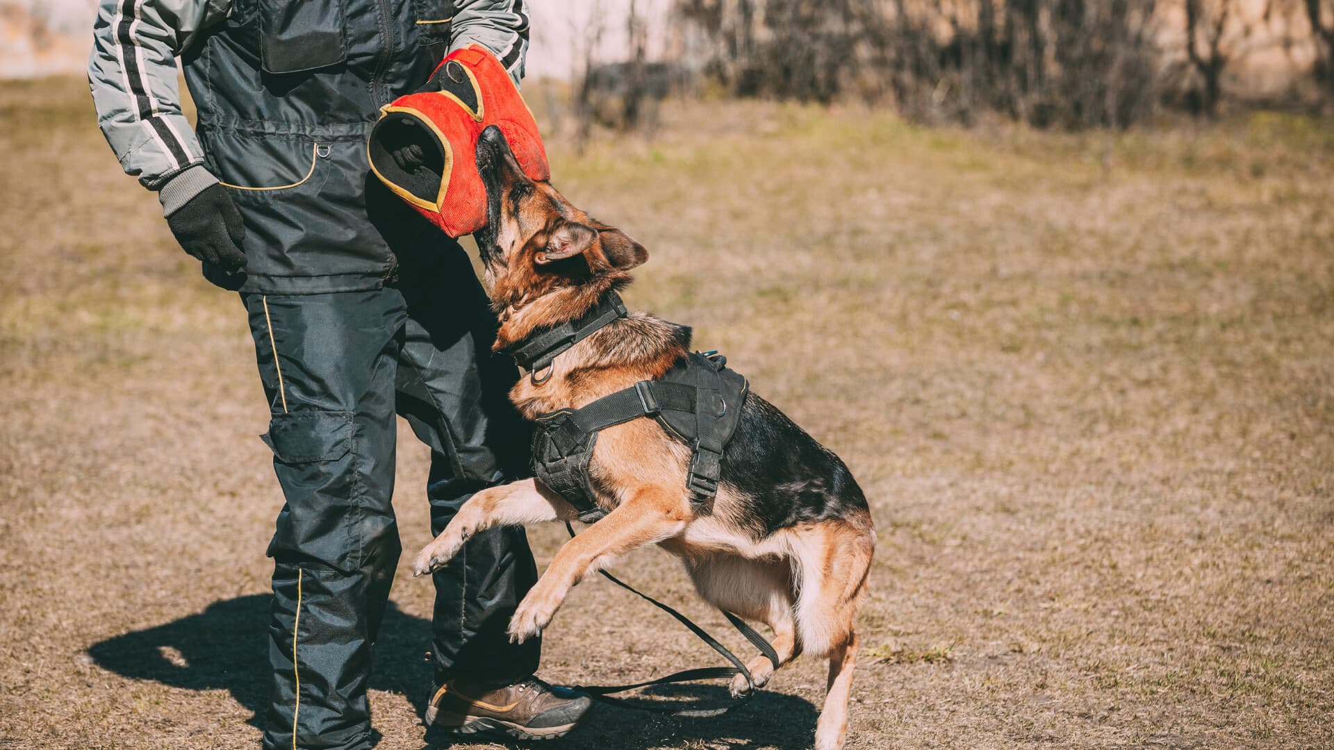 leash training