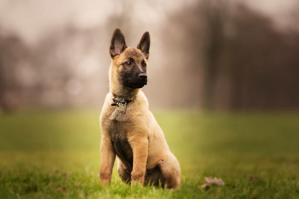 leash training