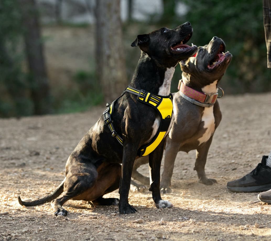 leash training